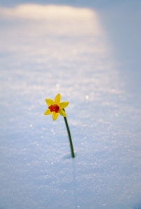 snow-flower